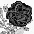 Preto e Flor Branca 1 — Allen, Kimberly
