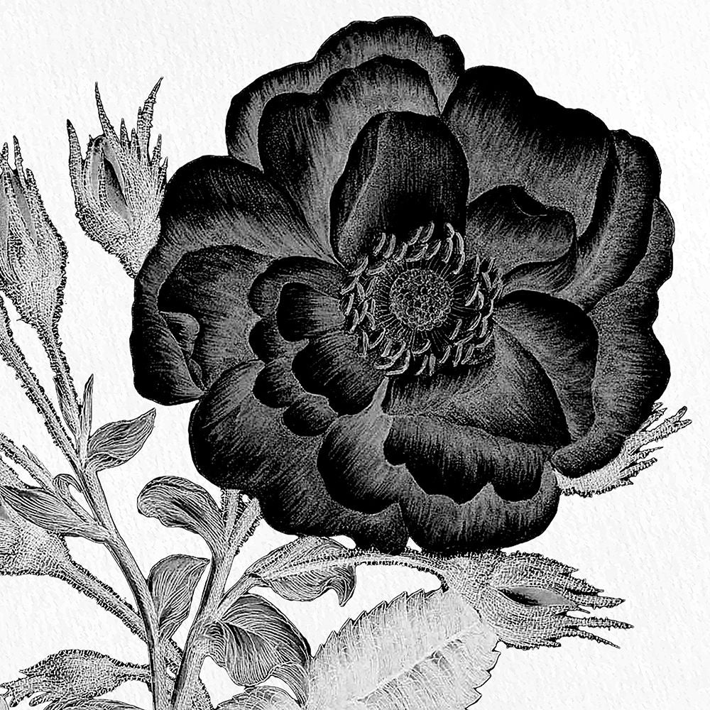 Preto e Flor Branca 1 — Allen, Kimberly