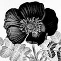 Preto e Flor Branca 2 — Allen, Kimberly