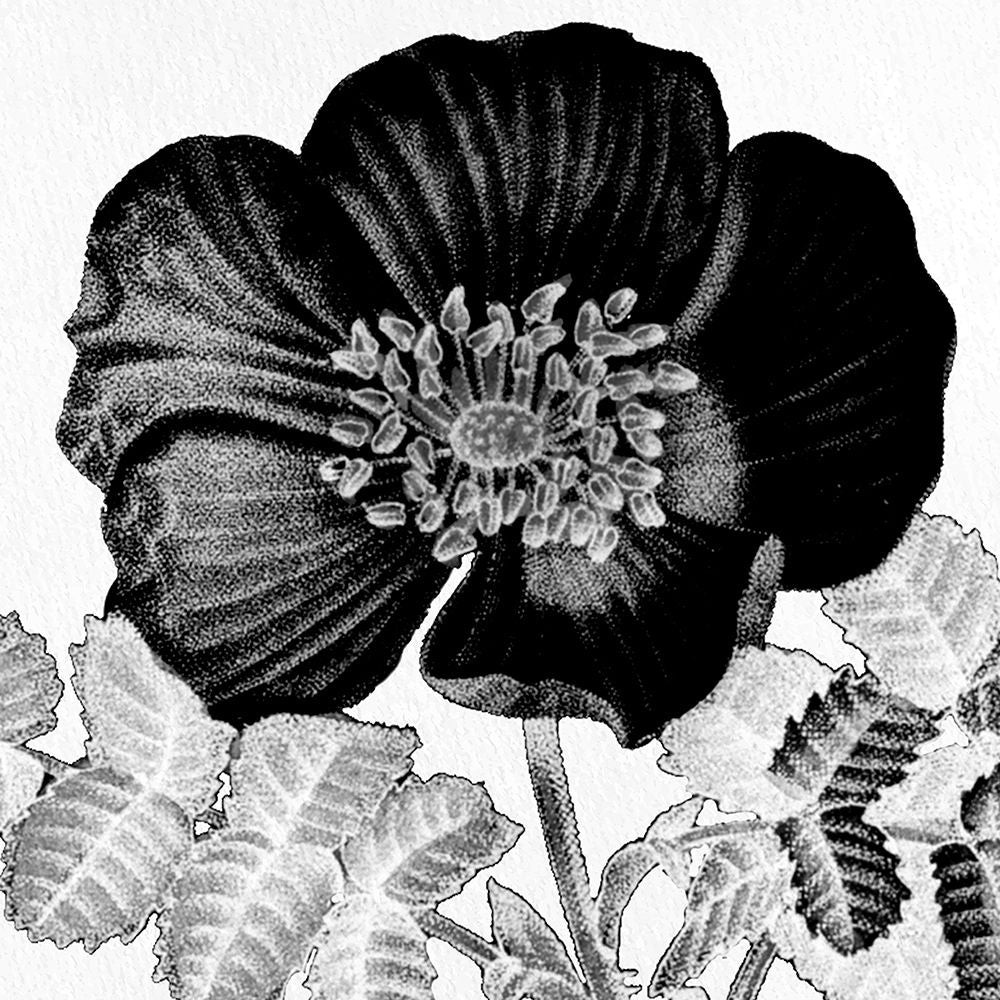 Preto e Flor Branca 2 — Allen, Kimberly
