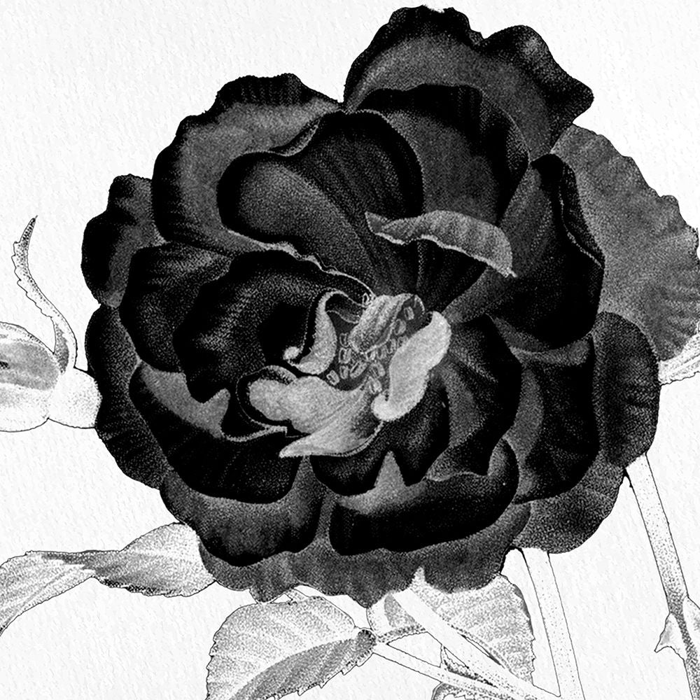 Preto e Flor Branca 3 — Allen, Kimberly
