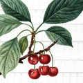 Colhendo Frutas 1 — Allen, Kimberly