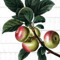 Colhendo Frutas 3 — Allen, Kimberly