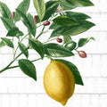 Colhendo Frutas 4 — Allen, Kimberly
