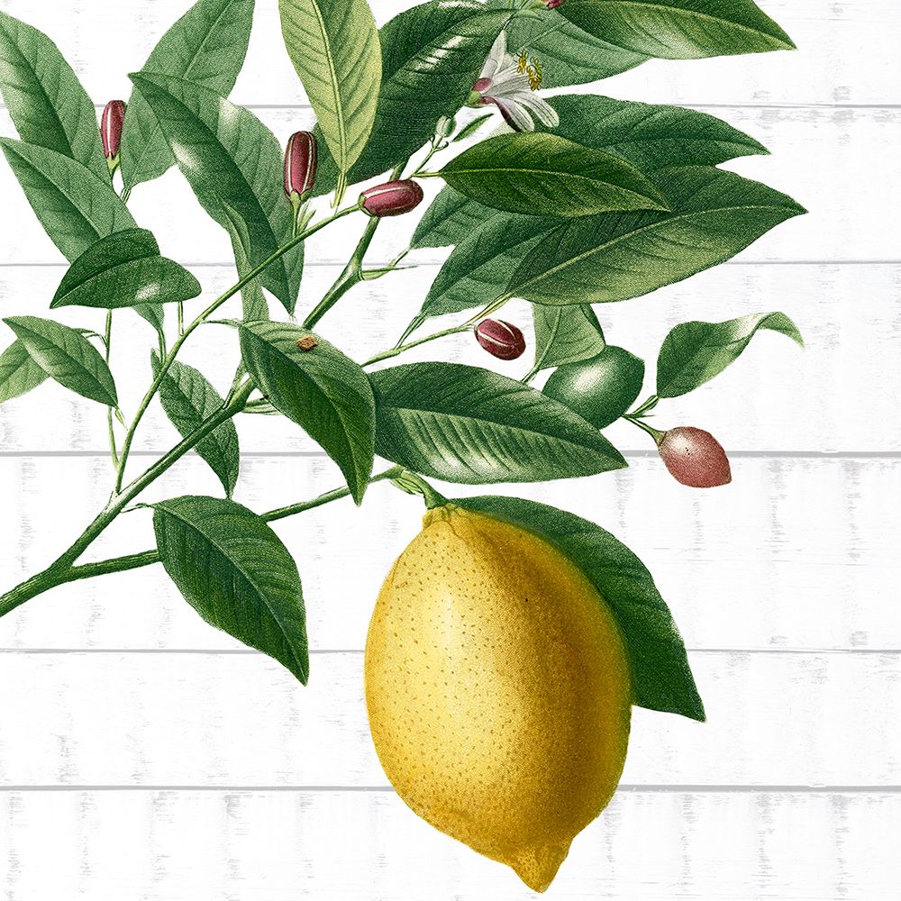 Colhendo Frutas 4 — Allen, Kimberly