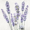 Lavanda 1 — quadrado 1 — Allen, Kimberly