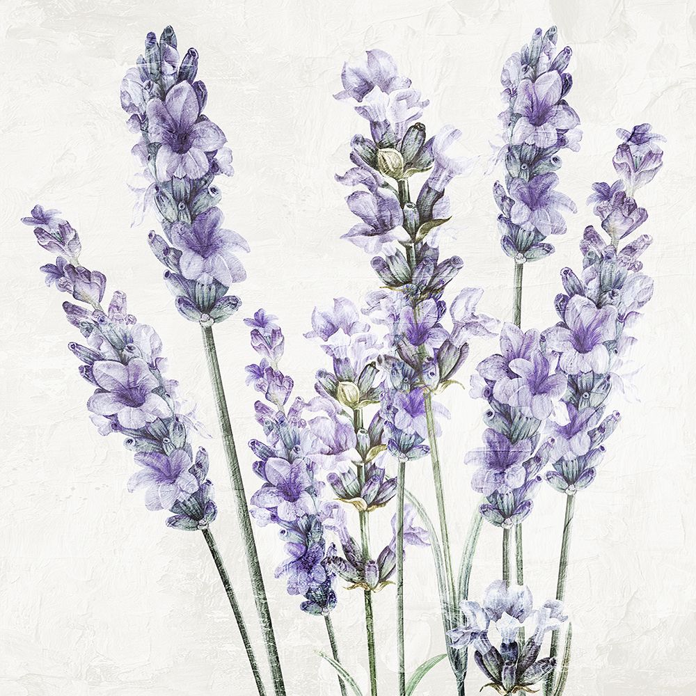 Lavanda 1 — quadrado 1 — Allen, Kimberly