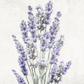 Lavanda 2 — quadrado 2 — Allen, Kimberly
