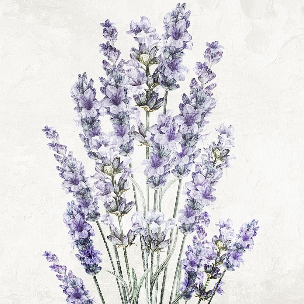 Lavanda 2 — quadrado 2 — Allen, Kimberly
