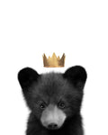 Urso Negro Coroado — Straatsma, Leah