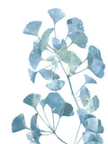 Vida do Ginkgo 2 — Prime, Marcus