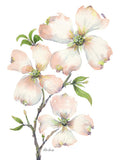 Ramalhete de Corniso — Bishop, Patti