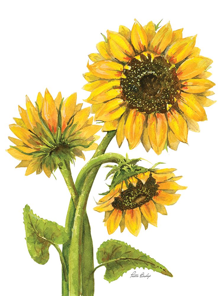 Trio de Girassóis — Bishop, Patti