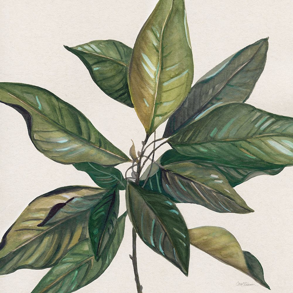 Folhas de Magnólia I — Robinson, Carol