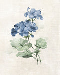 Fazenda em Azul-Pervinca I — Robinson, Carol