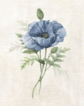 Fazenda em Azul-Pervinca IV — Robinson, Carol