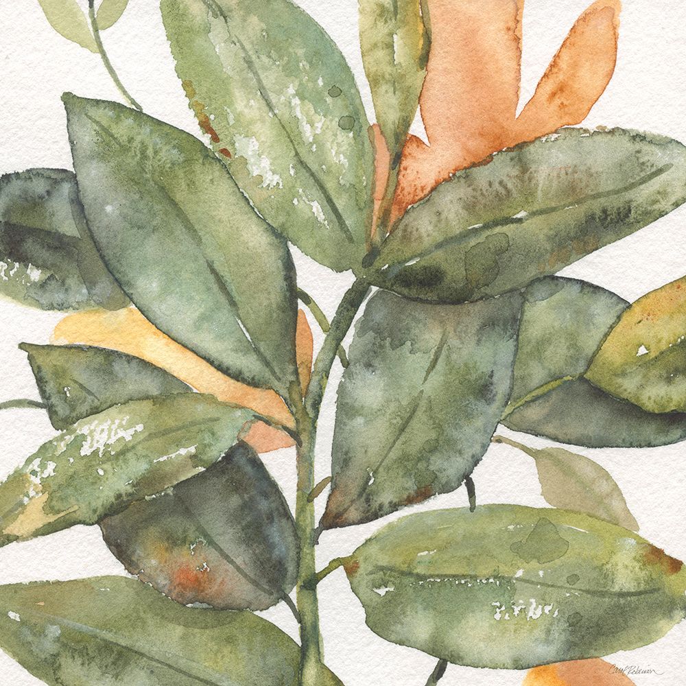 Vida das Plantas I — Robinson, Carol