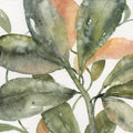 Vida das Plantas II — Robinson, Carol