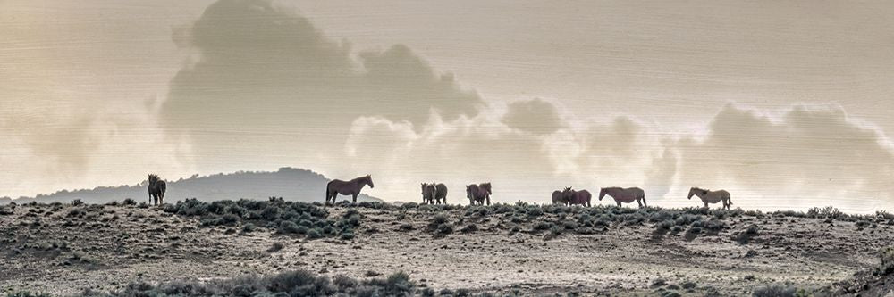 Cavalo Selvagem Crista — Delimont, Danita