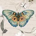 Papillon II — Jill, Susan