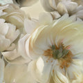 Sombras Florais I — Robinson, Carol