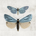 Noturno Azul II — Arnot, Susan