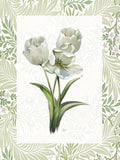 Tulipas Frescas II — Nan