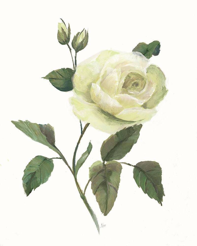 Rosa Amarela I — Nan