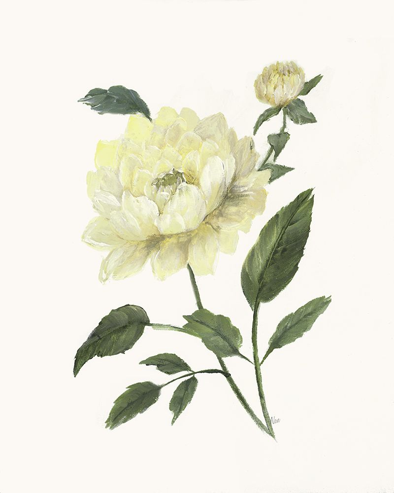 Rosa Amarela II — Nan