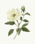 Rosa Amarela III — Nan