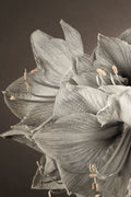 Grande Floral I — Frank, Assaf