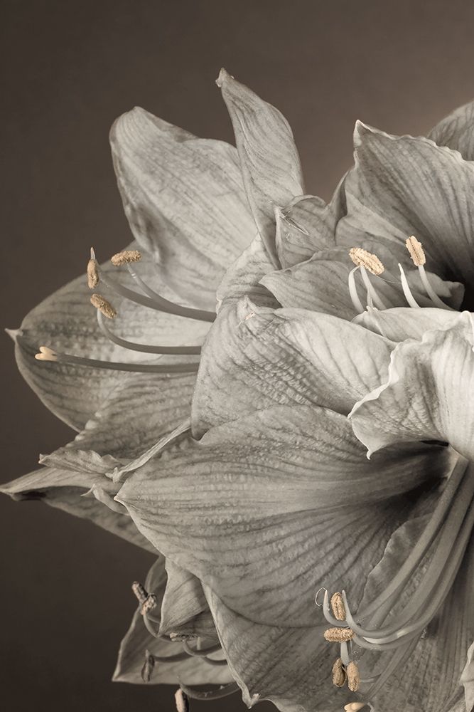 Grande Floral I — Frank, Assaf