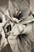 Grande Floral II — Frank, Assaf