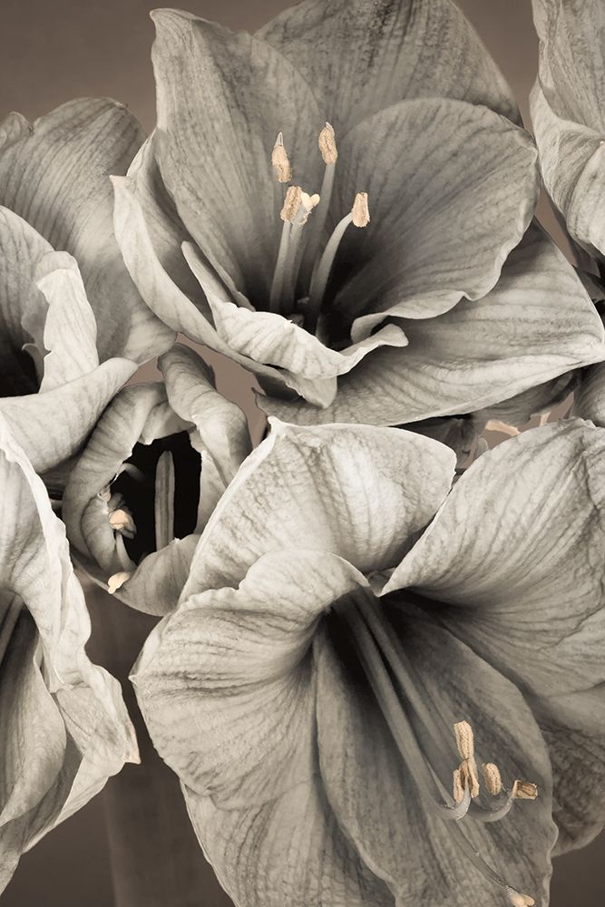 Grande Floral II — Frank, Assaf