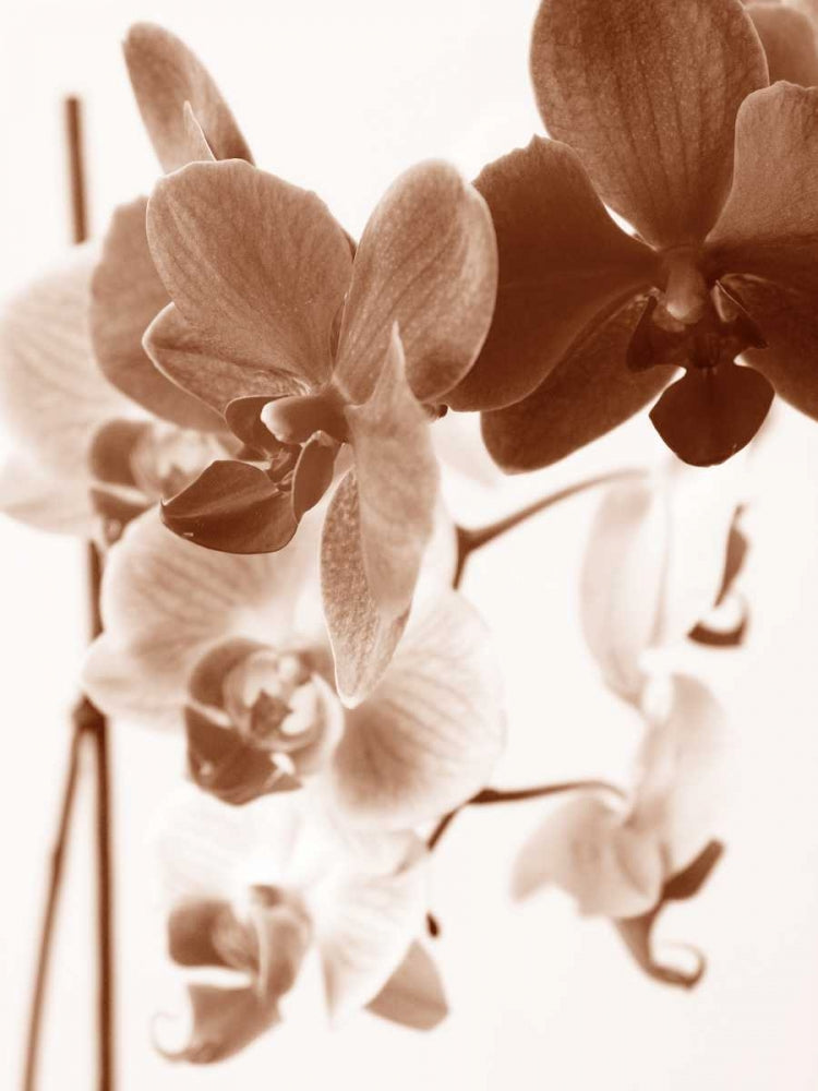 Orquídeas Oníricas I — Szilagyi, lly