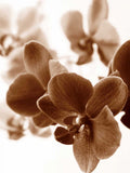 Orquídeas Oníricas II — Szilagyi, lly