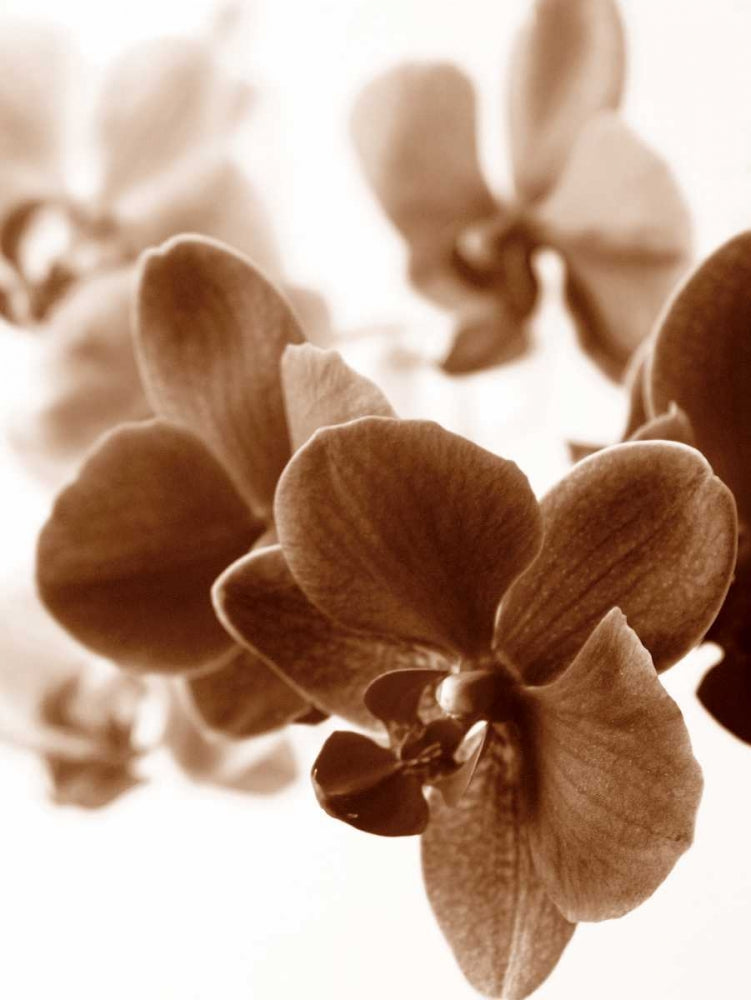 Orquídeas Oníricas II — Szilagyi, lly