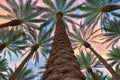 Vistas Tropicais — Frates, Dennis