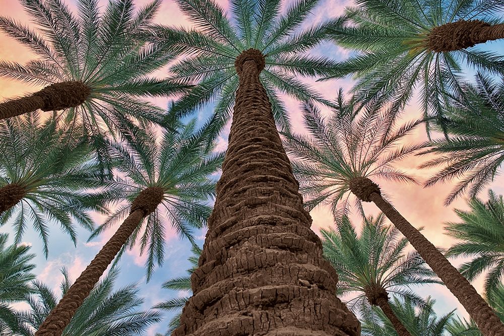 Vistas Tropicais — Frates, Dennis