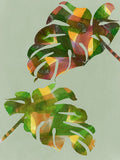 Costela-de-Adão Tropical III — Project C