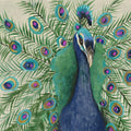 Pavão Penny — Jacob Q