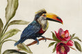 Tucano no Galho — Jacob Q