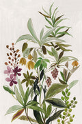 Verde Majestoso I — Jensen, Asia