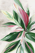 Folhas de Rosa I — Jensen, Asia