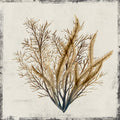 Coral Amarelo III — Lily K