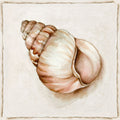 Concha Vintage Rosa I — Jones, Eli