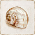 Concha Vintage Rosa II — Jones, Eli