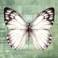 Borboleta Verde I — Jones, Eli