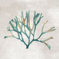 Melodias de Algas II — Jones, Eli