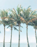 Ilha de Palmeiras — Joy, Olivia